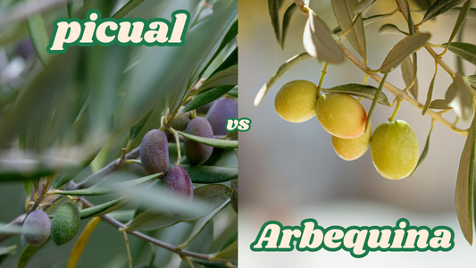 Picual oder Arbequina? Welche Olivensorte ist die beste?